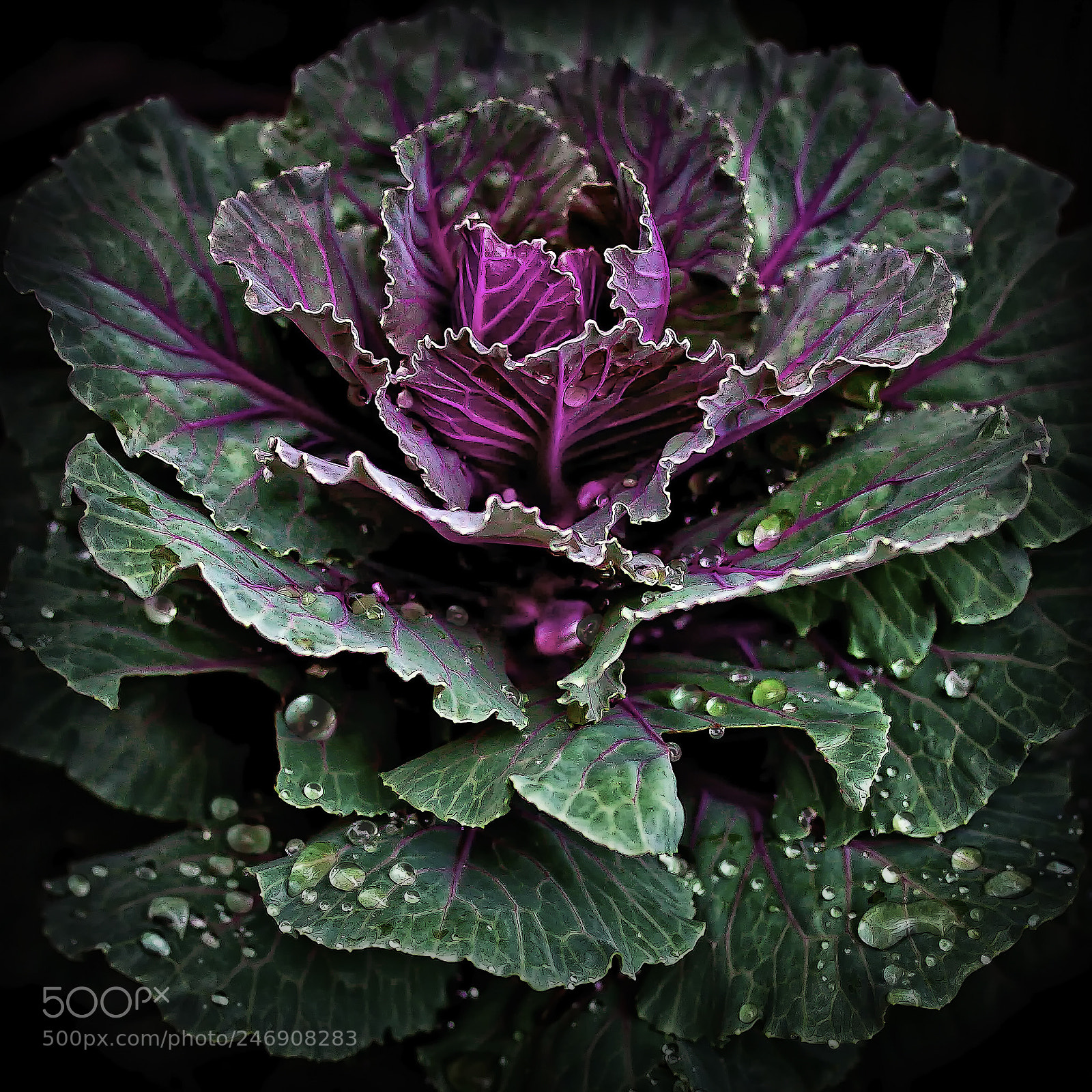 Canon EOS 50D sample photo. Decorative cabbage photography