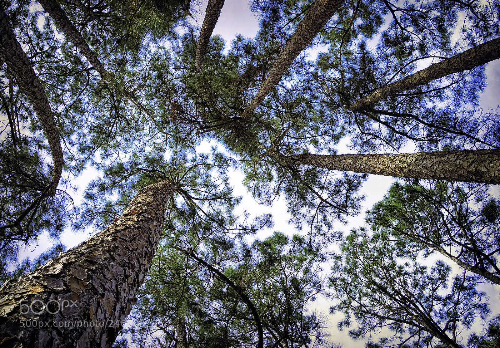 Sony a7R sample photo. Pine trees photography