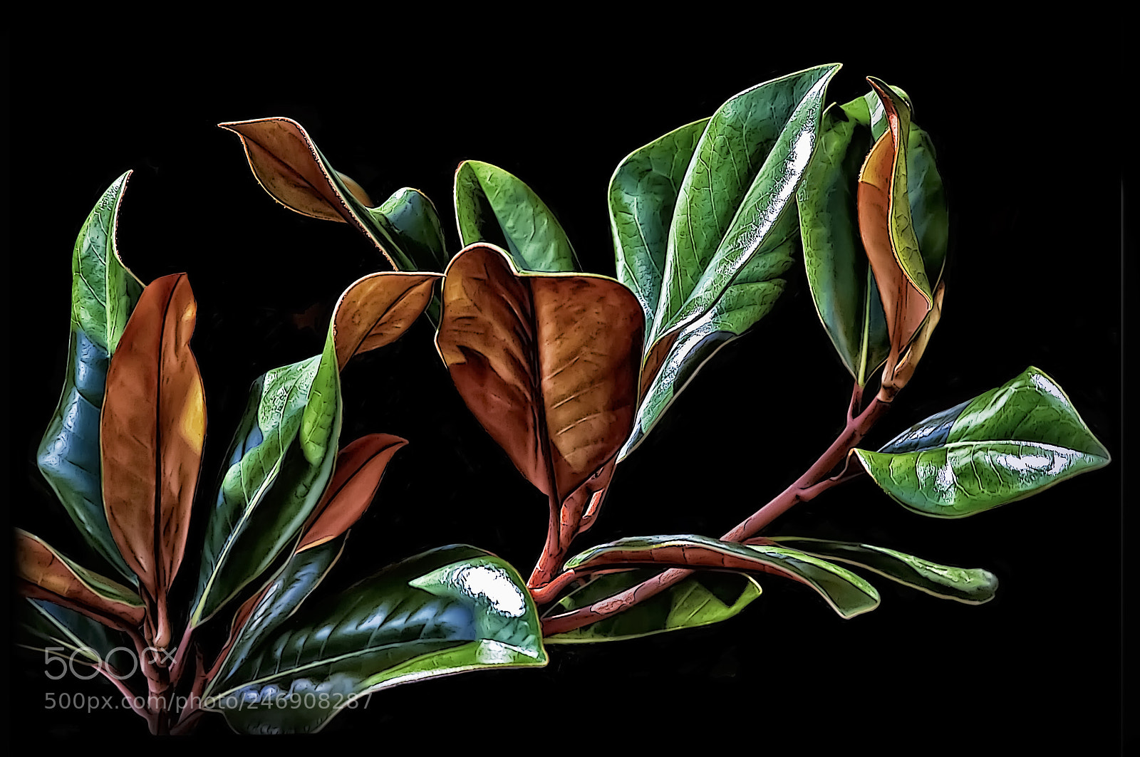 Canon EOS 50D sample photo. Magnolia leaves photography