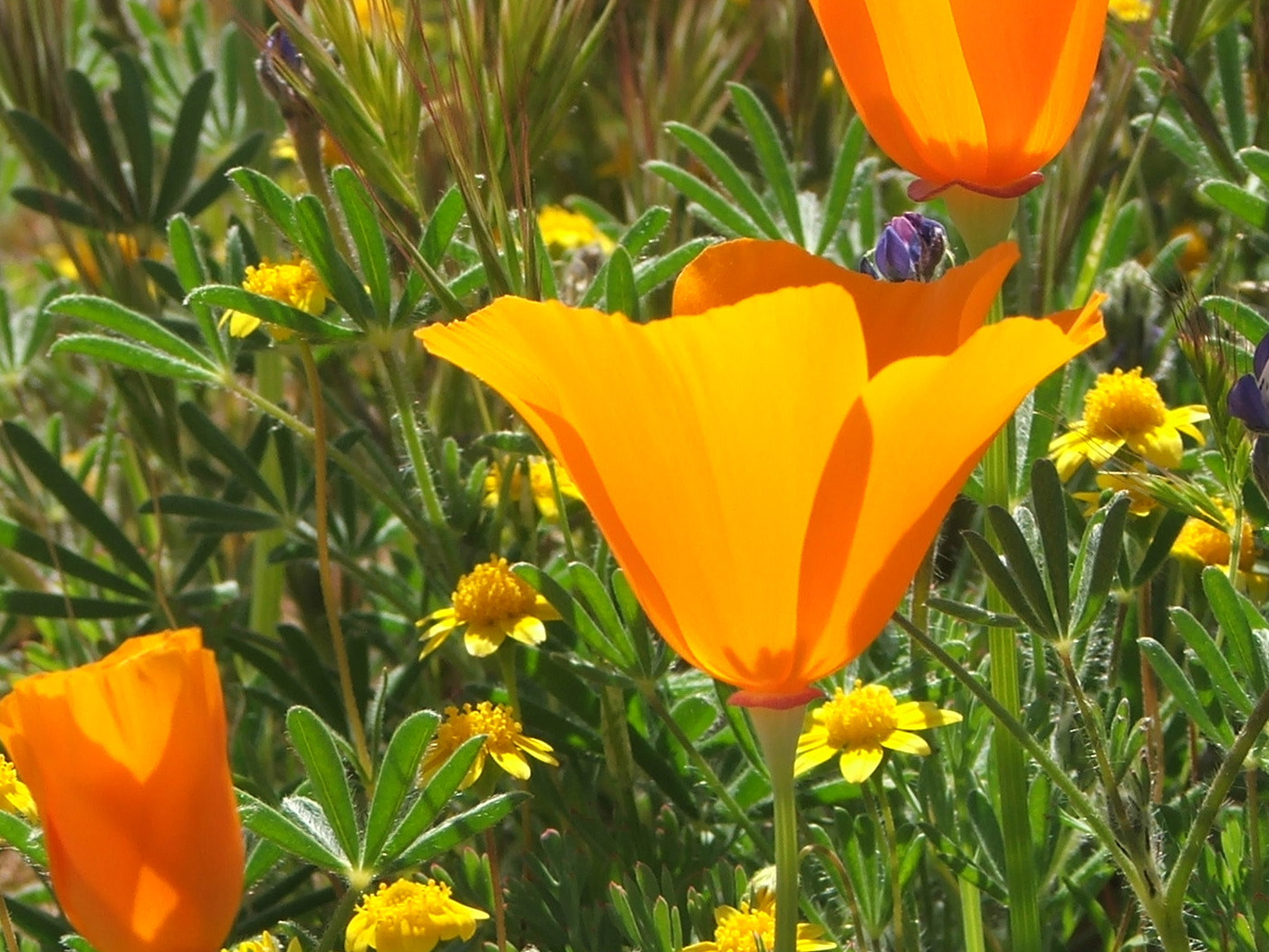 Fujifilm FinePix S5100 sample photo. California poppy photography