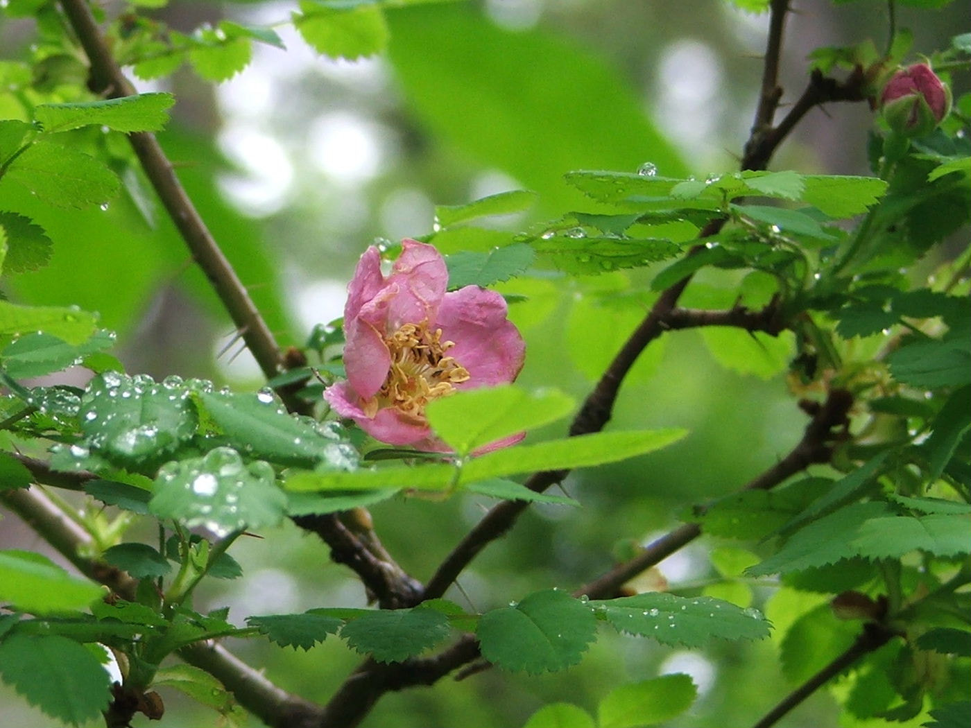 Fujifilm FinePix S5100 sample photo. Wild rose photography