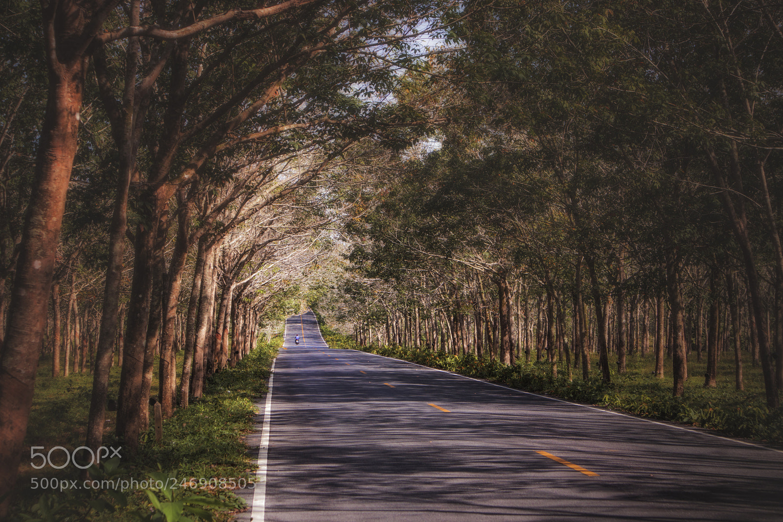 Canon EOS M6 sample photo. Forest tunnel photography
