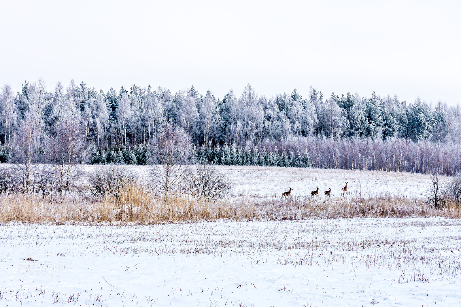 Nikon D7200 sample photo. Wild life photography