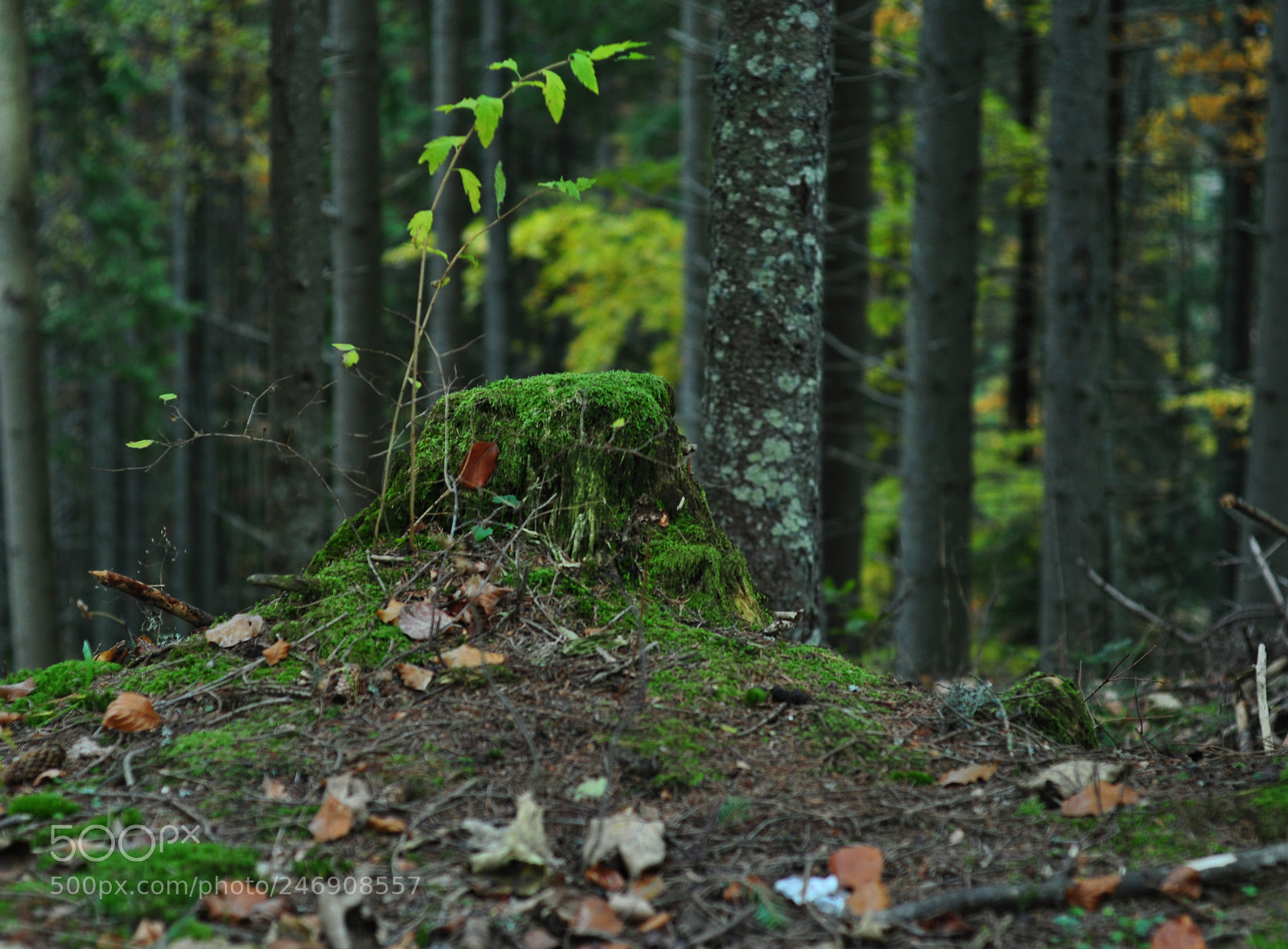 Nikon D90 sample photo. A kind of portrait photography