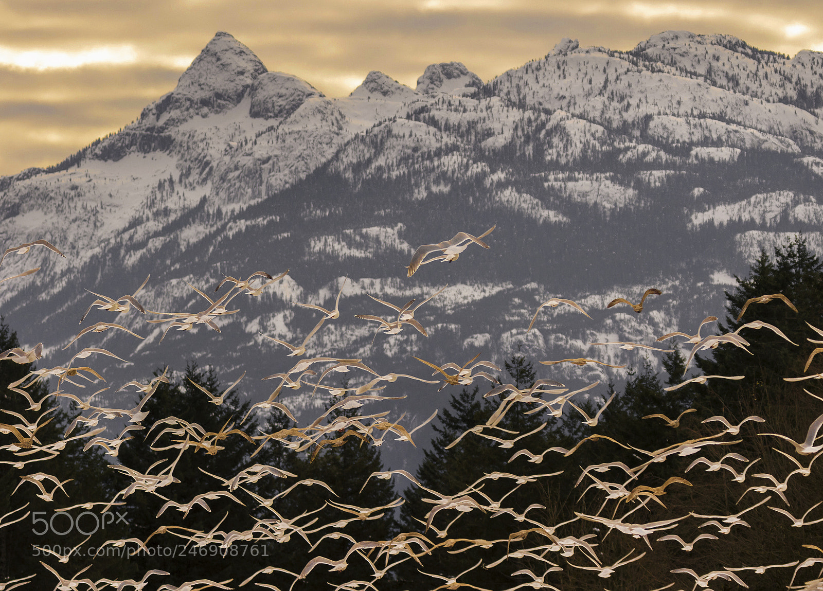 Canon EOS 7D Mark II sample photo. Fallow the sunset. photography