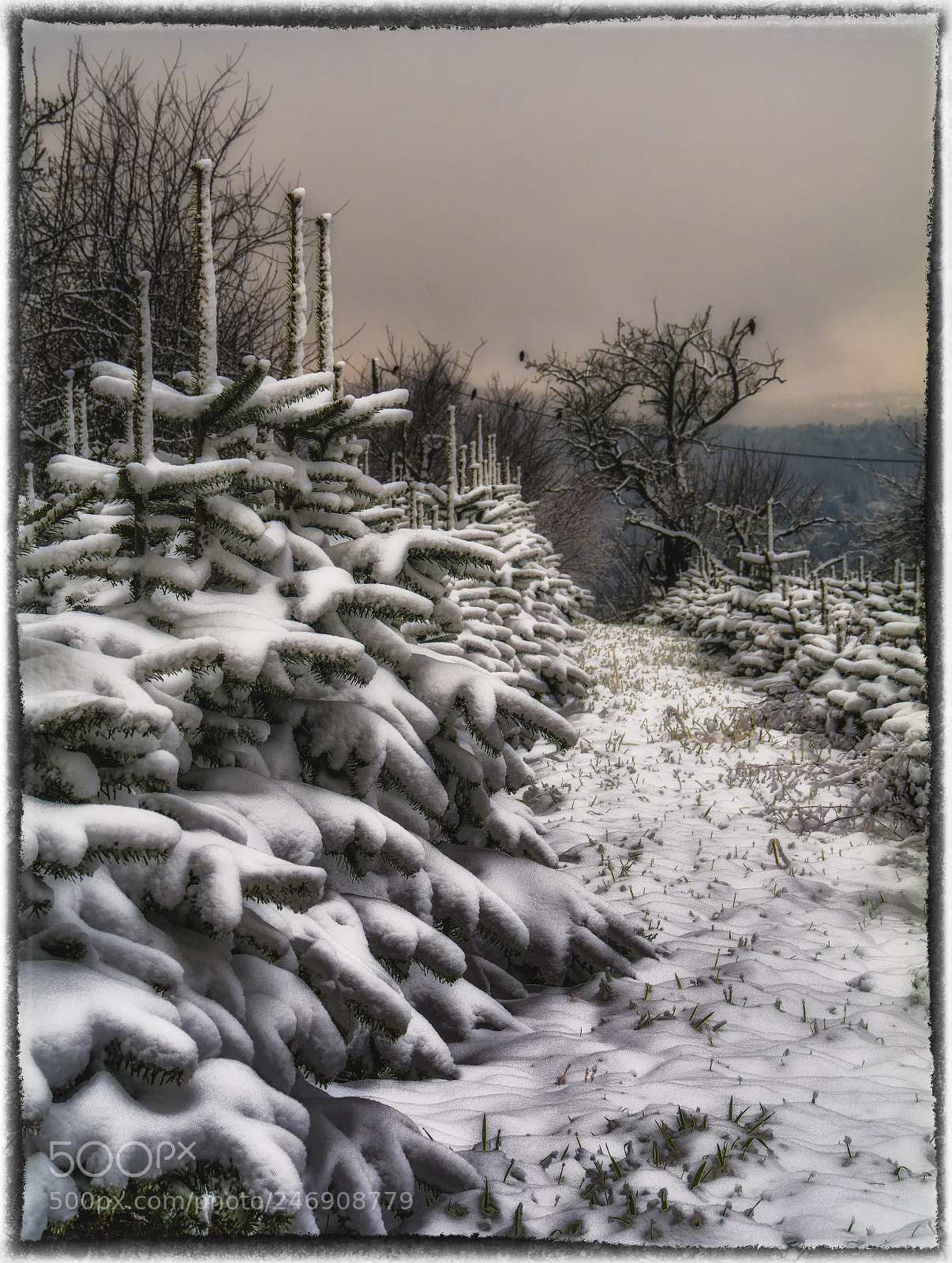 Nikon D7100 sample photo. Like cotton wool photography