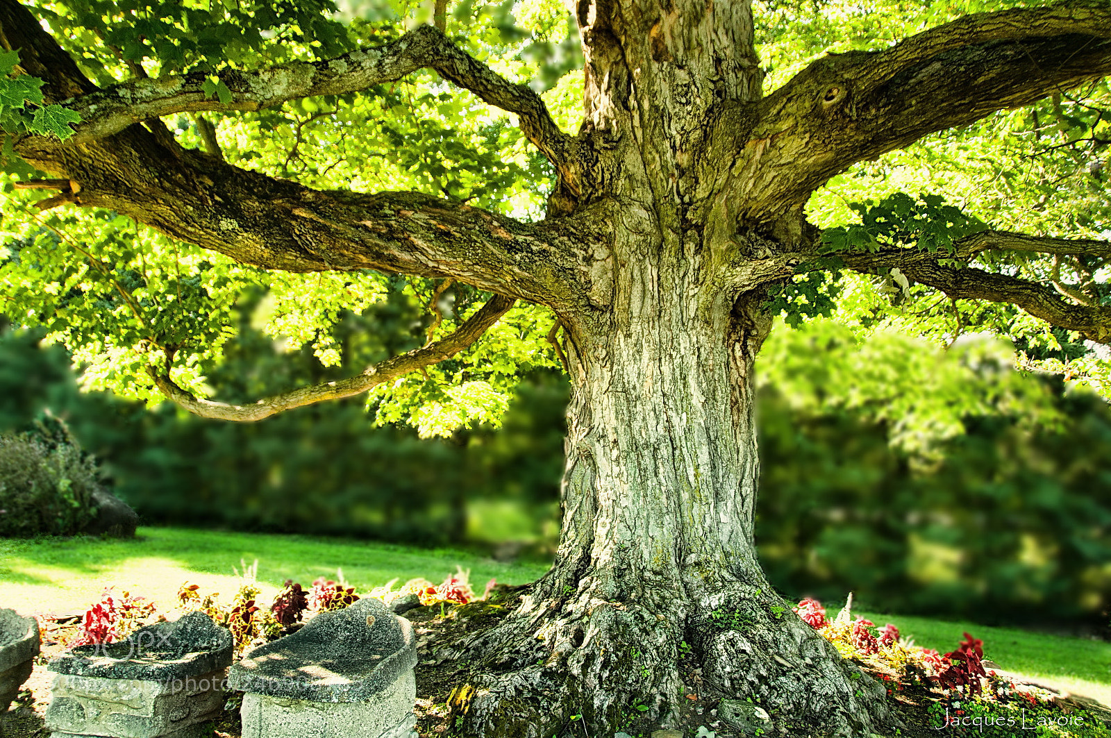 Nikon D300 sample photo. Le vieil rable the photography