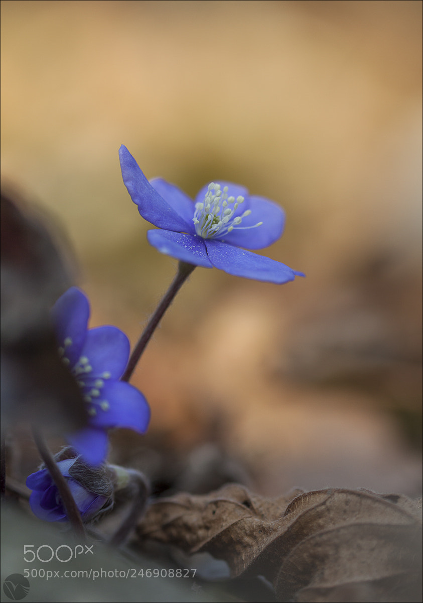 Canon EOS 50D sample photo. Hepatica photography