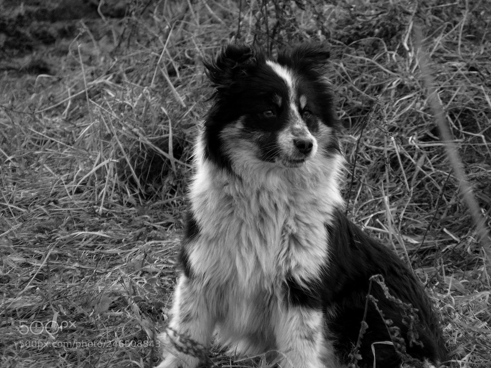 Sony Cyber-shot DSC-H300 sample photo. Dog photography
