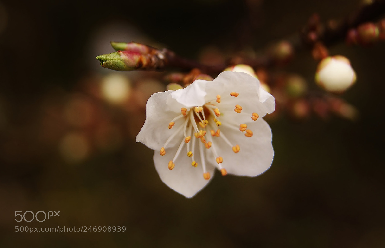 Sony Alpha DSLR-A380 sample photo. Hold this moment 2018... (2) photography