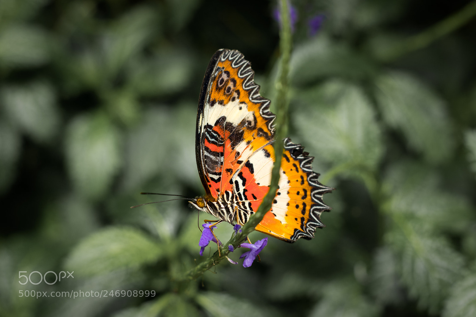 Canon EOS M6 sample photo. Colorful butterfly photography
