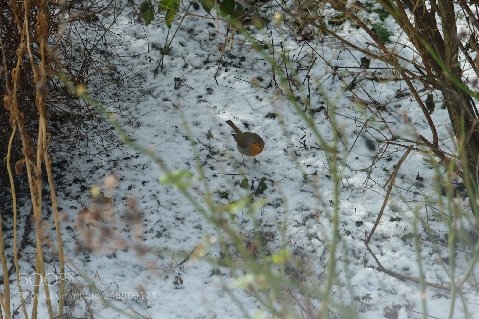 Fujifilm X-T20 sample photo. Little bird photography