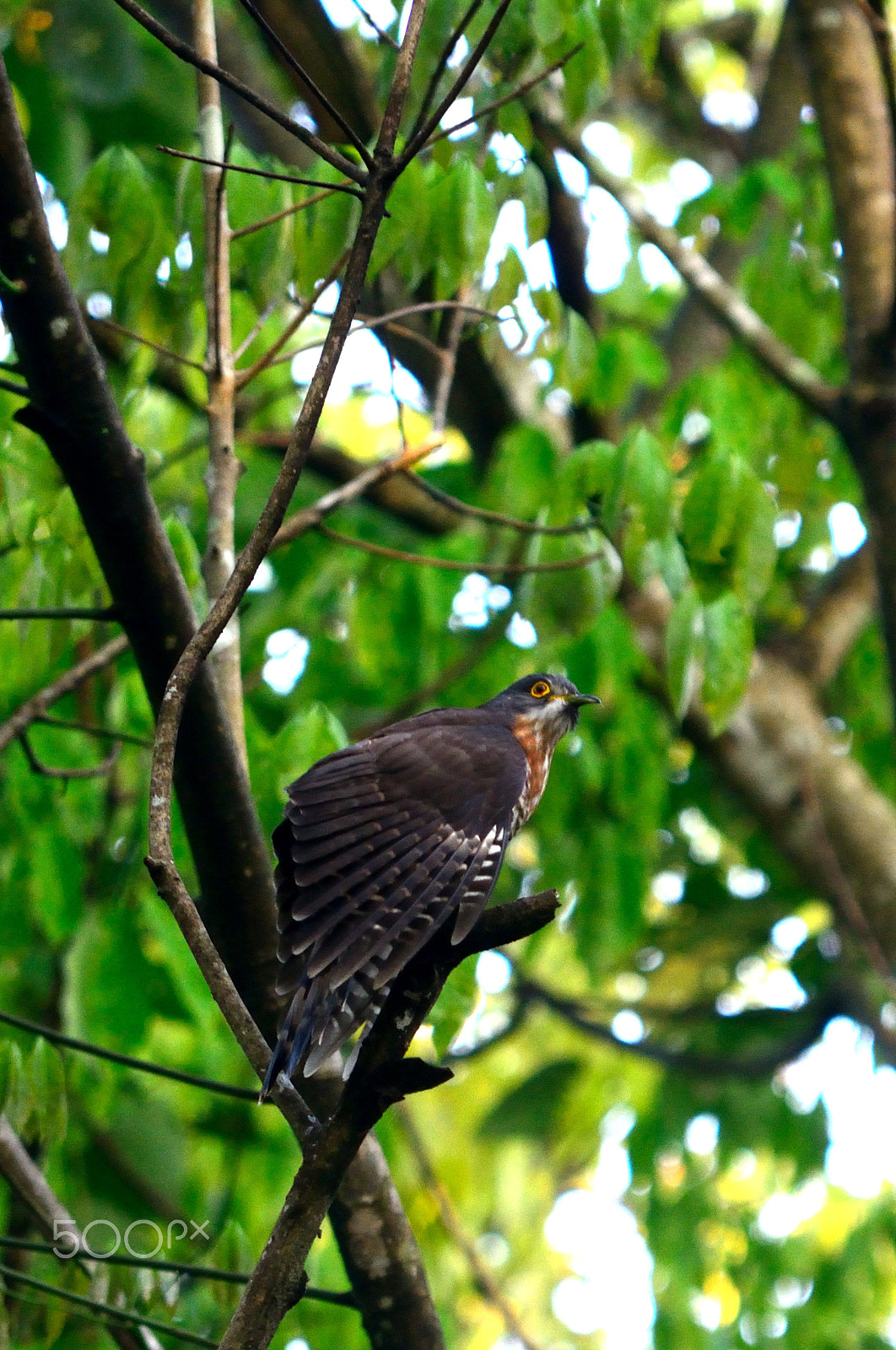 Nikon D5200 sample photo. Under the shades of hunting wings photography