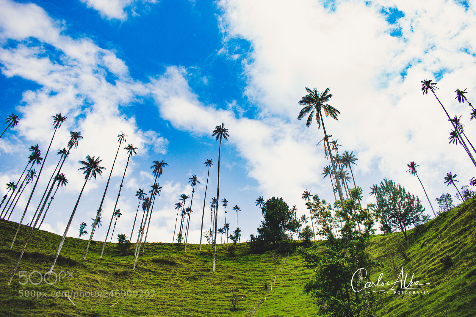 Nikon D5300 sample photo. Sentinels from cocora valley photography