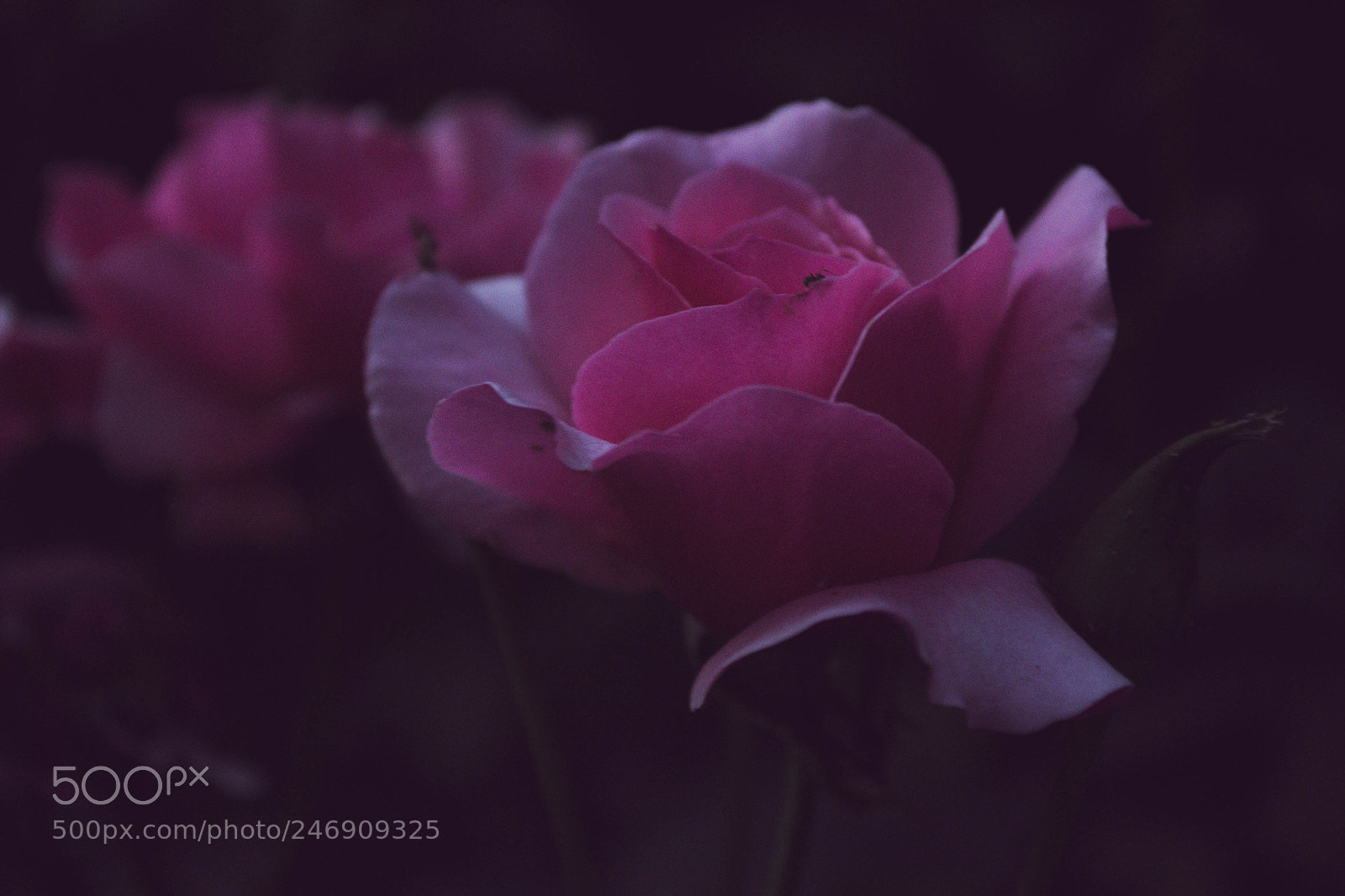 Nikon D3100 sample photo. Flor photography