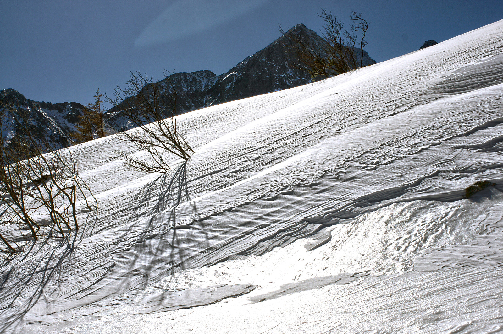 Sony Alpha DSLR-A700 sample photo. Winter beauty photography