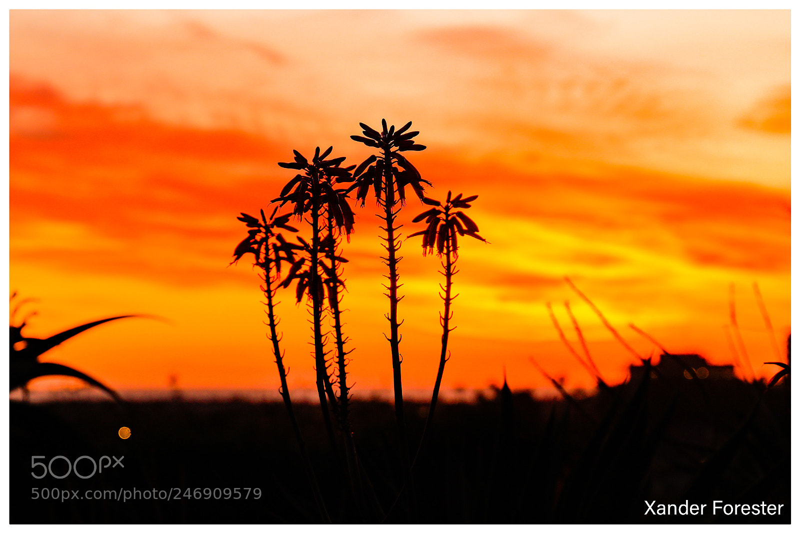 Canon EOS 5DS R sample photo. Untitled photography