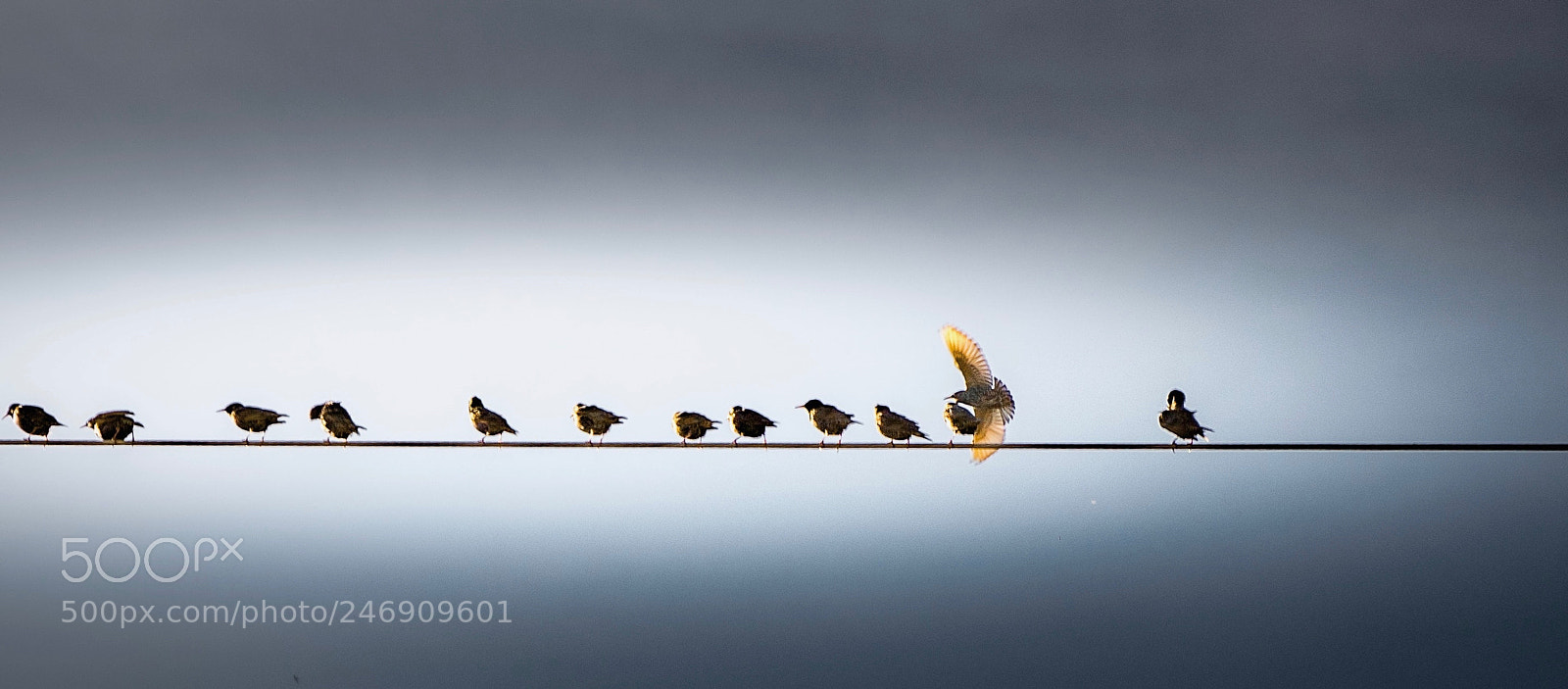 Sony a7R III sample photo. One bird goes wireless! photography