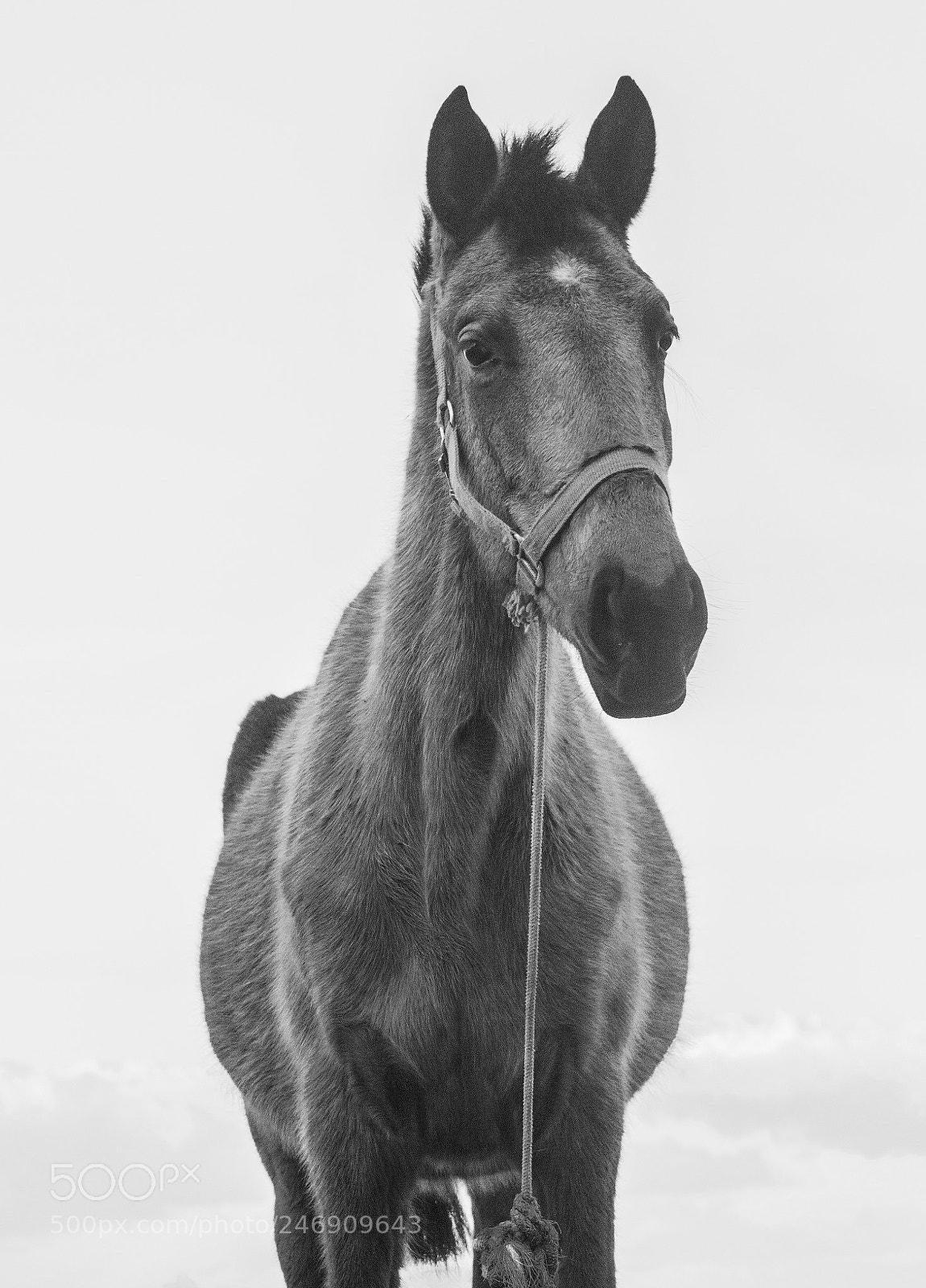 Nikon D5200 sample photo. Skinny horses photography