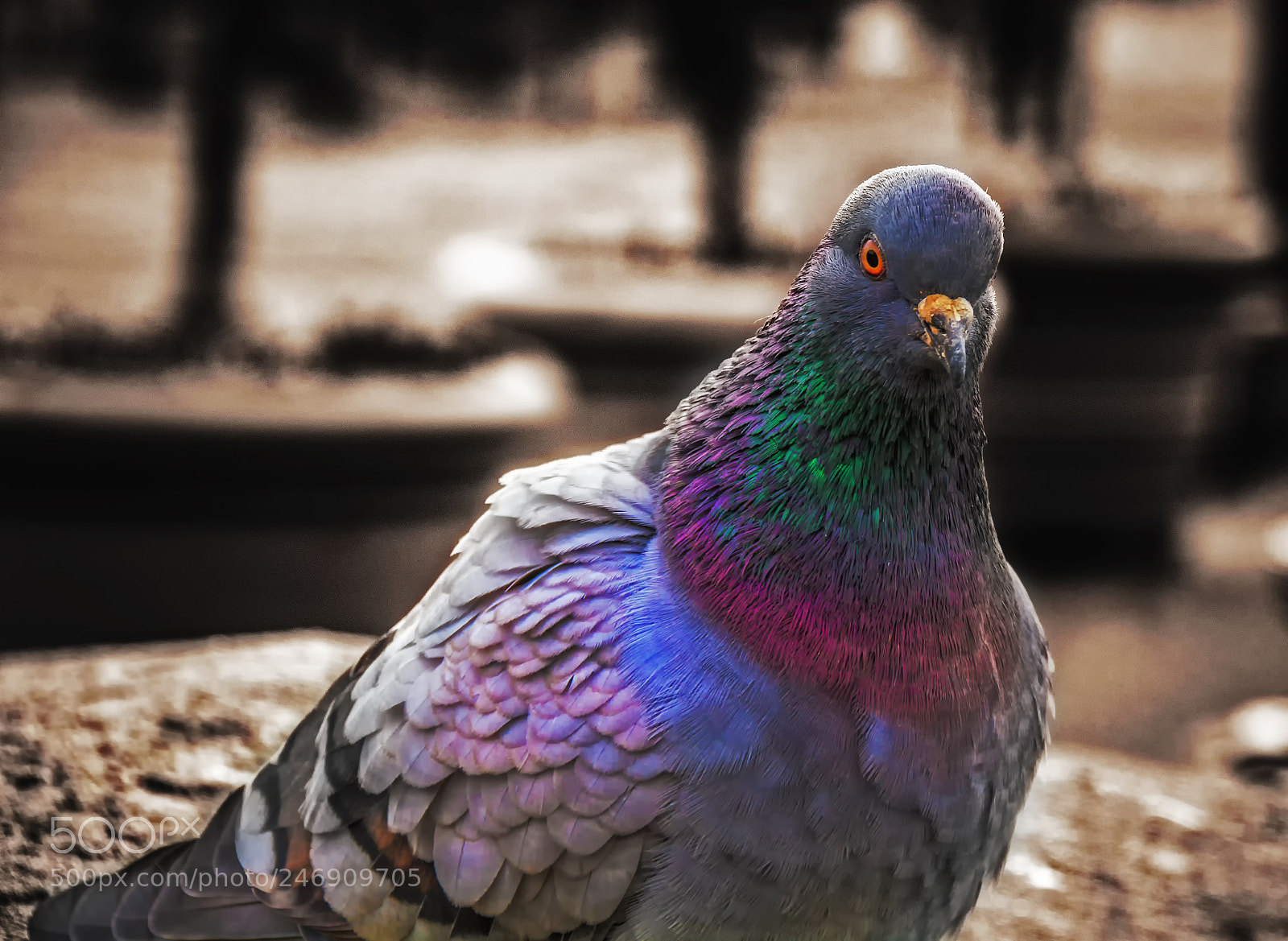 Nikon D7100 sample photo. Pigeon photography