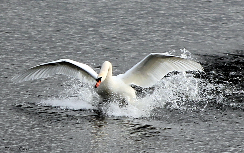 Canon EOS 1100D (EOS Rebel T3 / EOS Kiss X50) + EF75-300mm f/4-5.6 sample photo. Coming into land photography
