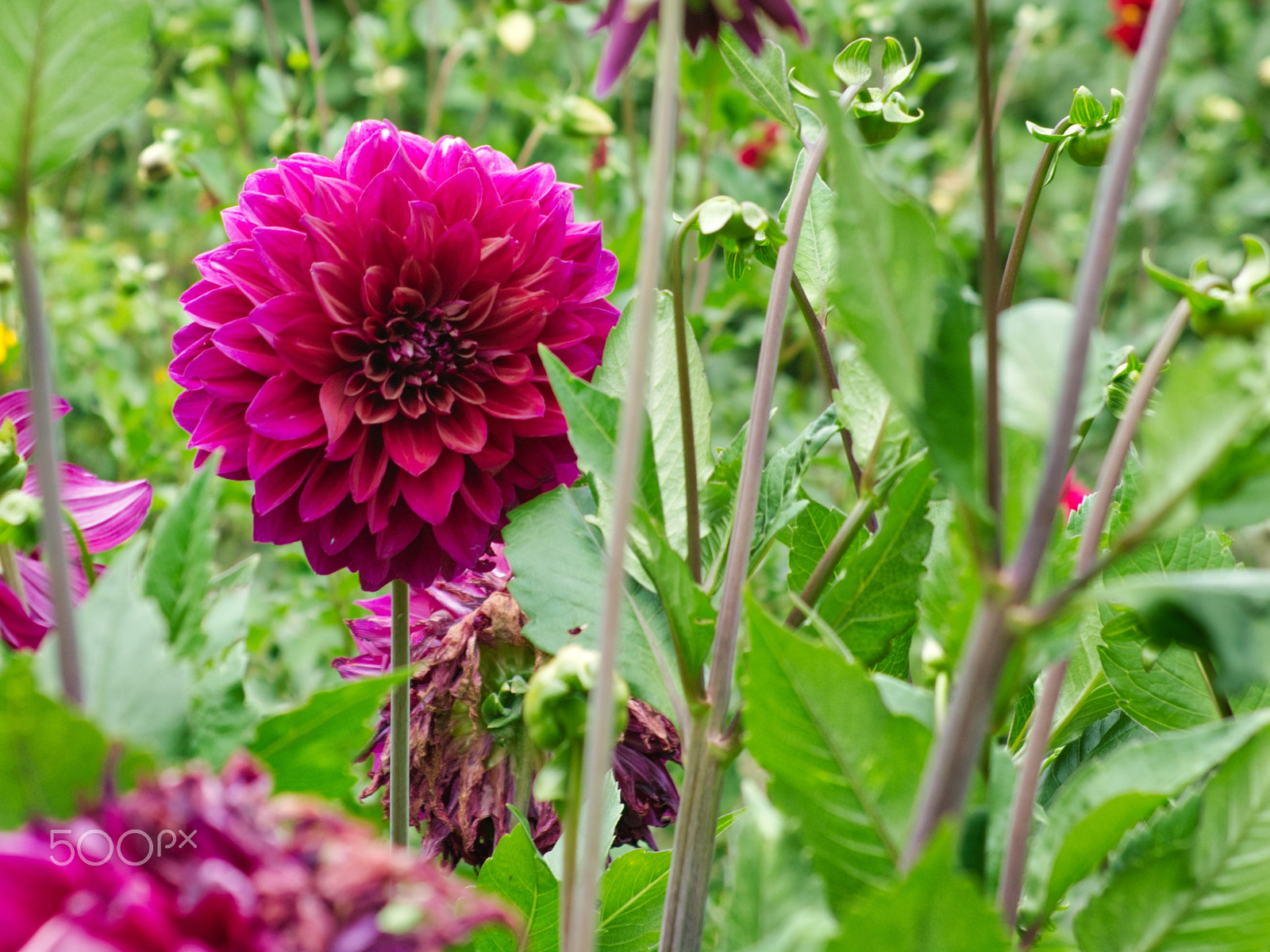 AF Zoom-Nikkor 35-135mm f/3.5-4.5 N sample photo. Pink dahlia in bloom photography