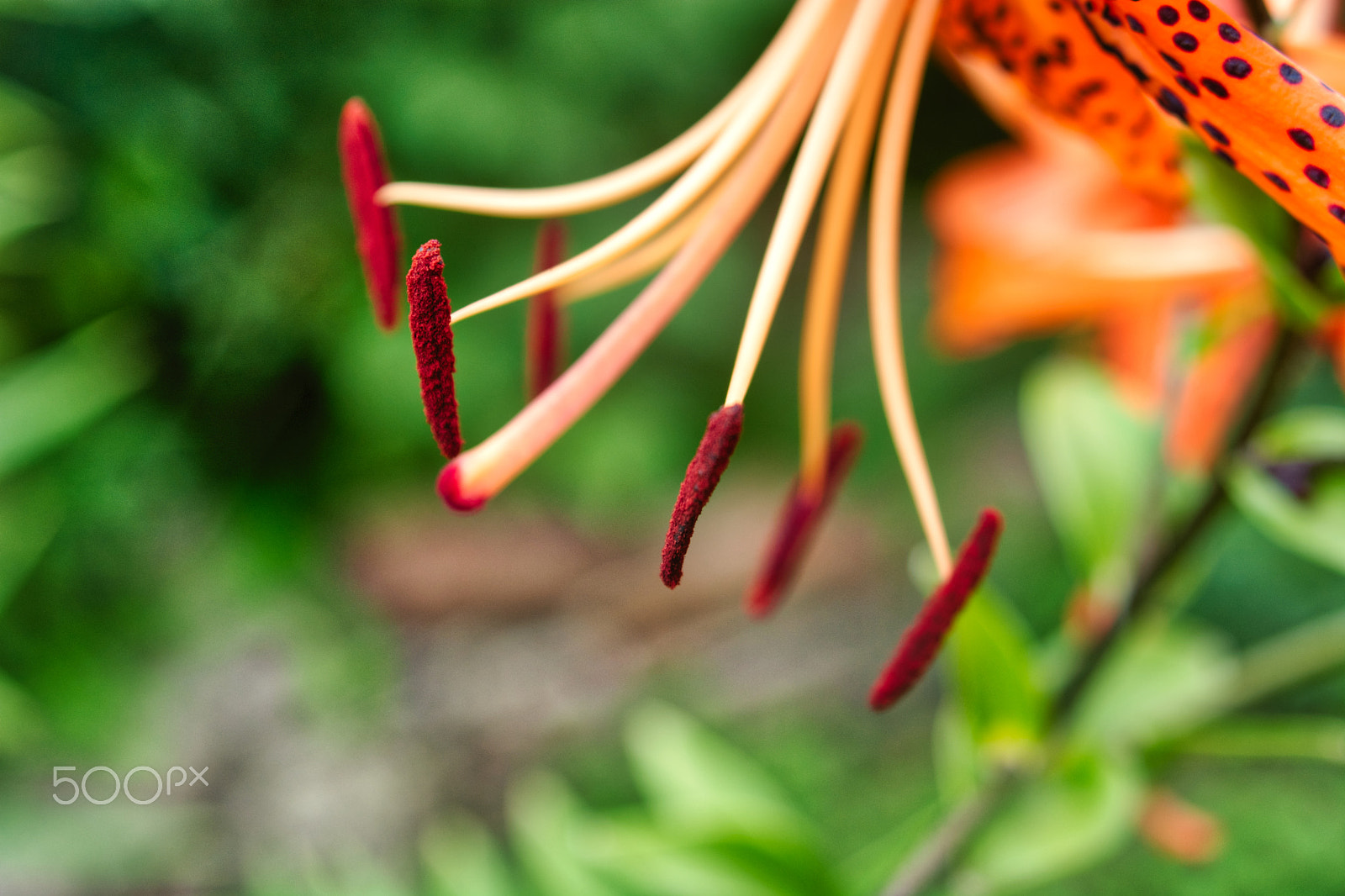 Nikon D7100 + AF Zoom-Nikkor 35-135mm f/3.5-4.5 N sample photo. The lilium tigrinum or tiger lily photography