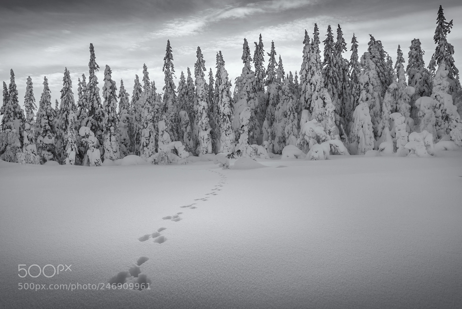 Nikon D810 sample photo. Tracks photography