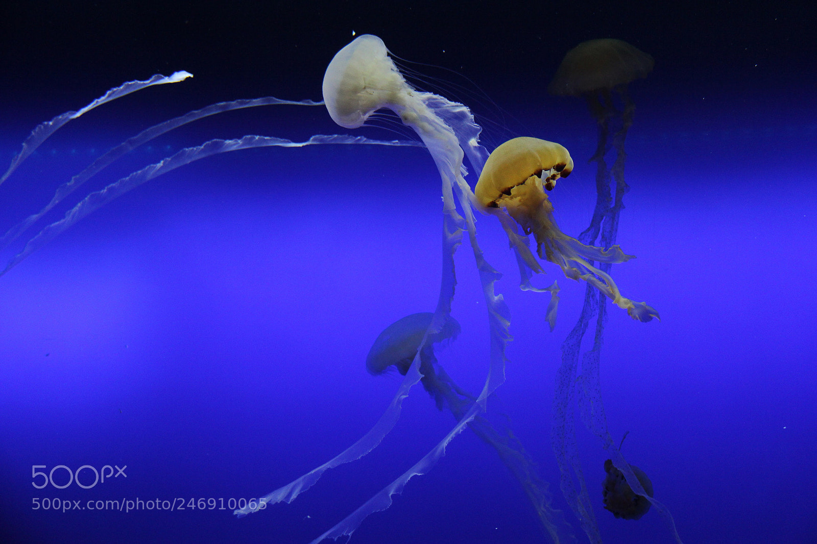 Canon EOS 60D sample photo. Jellyfishs in tank photography