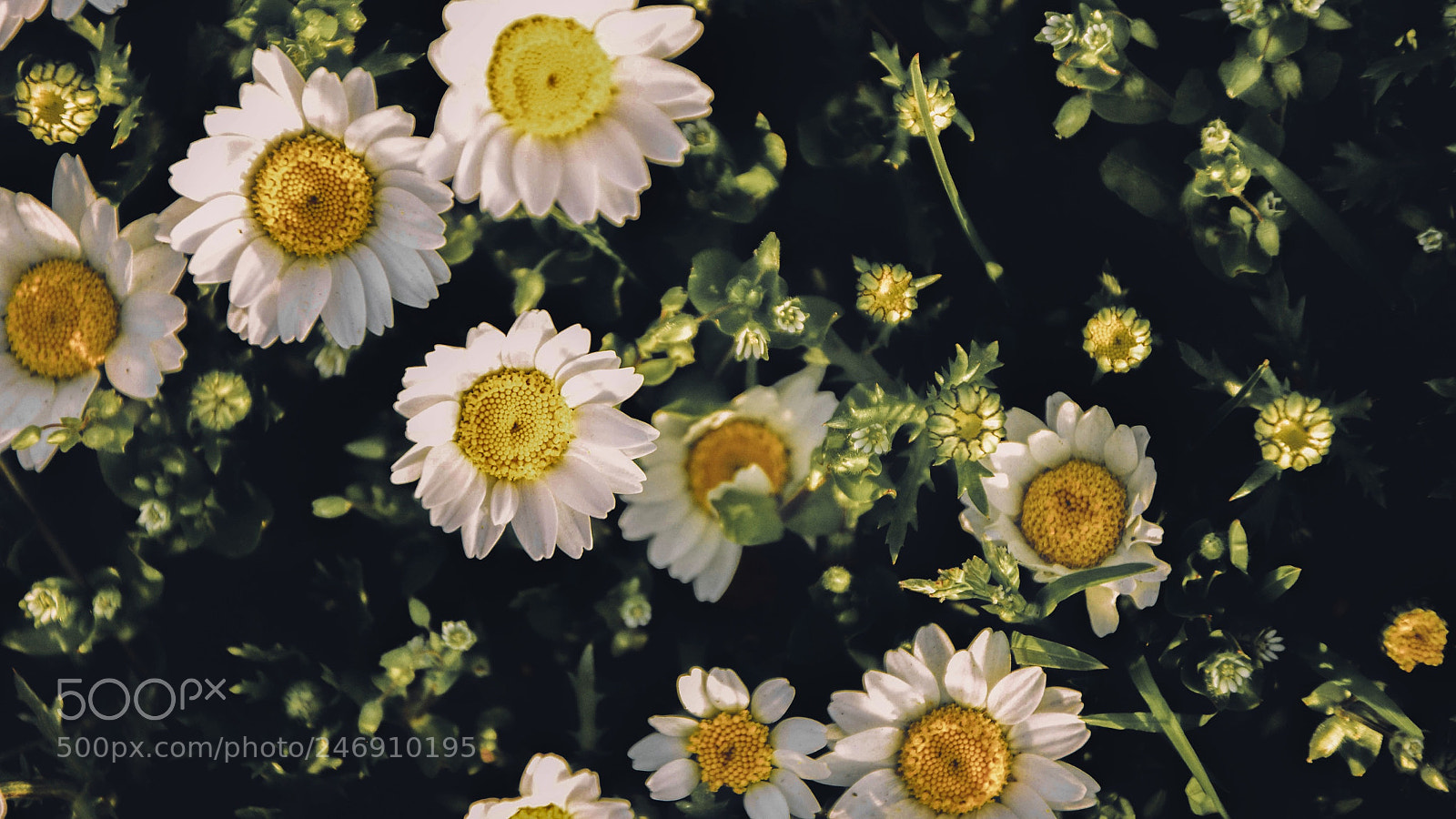 Nikon D7100 sample photo. Untitled photography