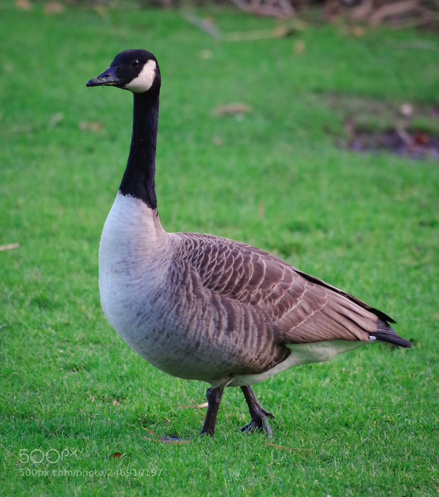 Pentax K-30 sample photo. You've got something on photography