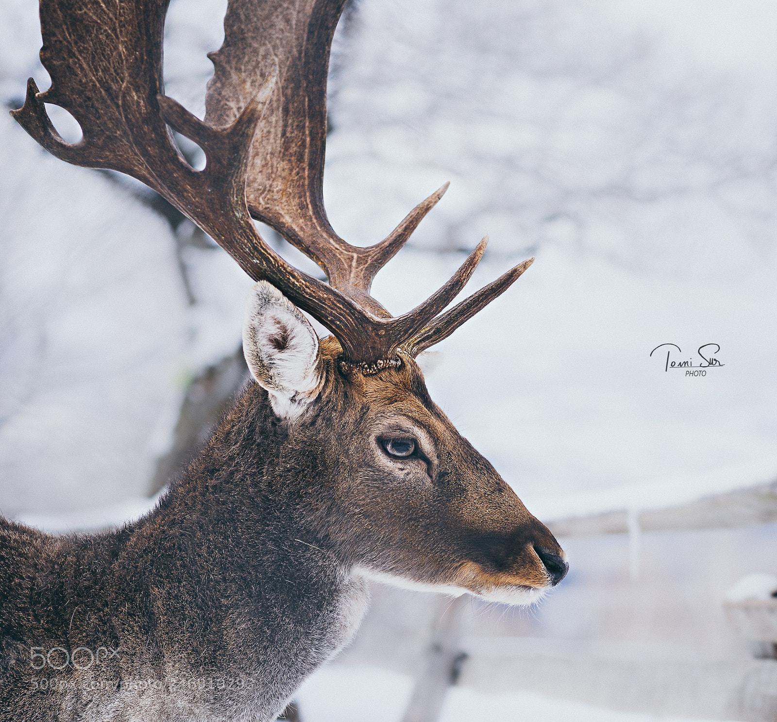 Nikon D610 sample photo. Sad deer photography