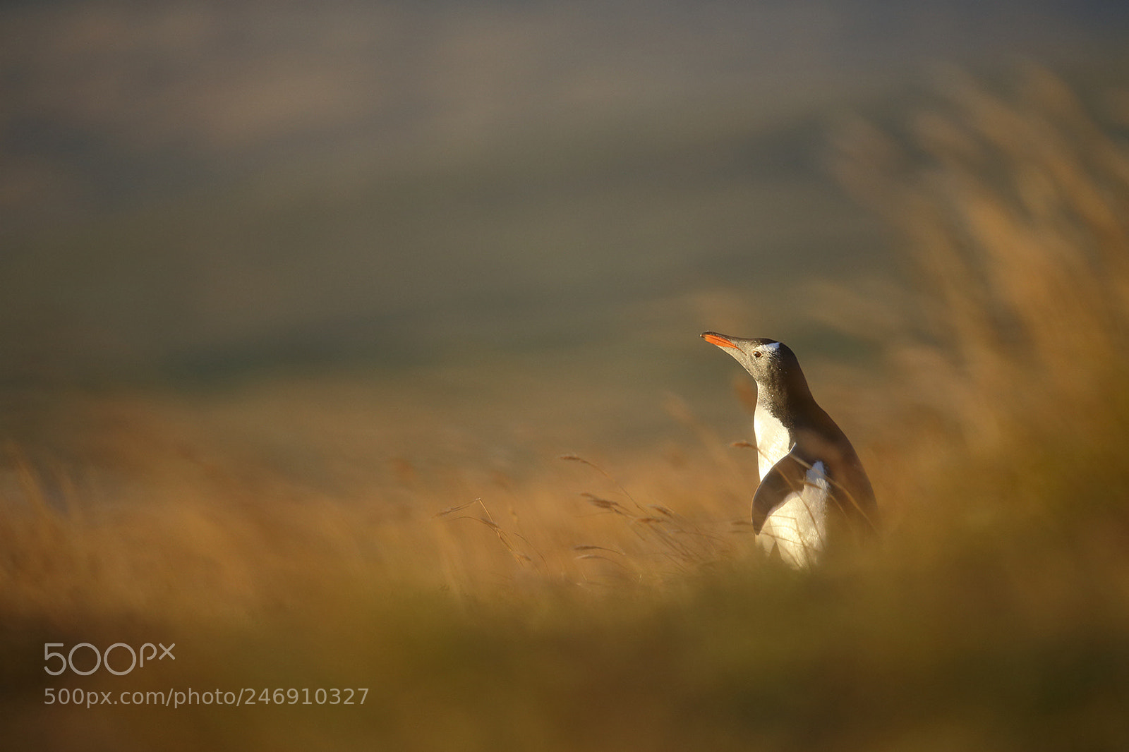 Canon EOS-1D X sample photo. Gentoo penguin photography