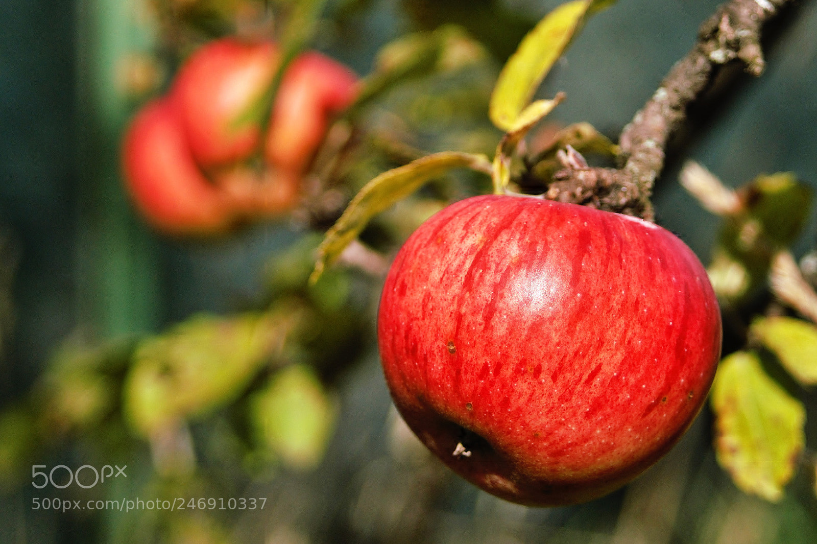 Sony SLT-A58 sample photo. The apple photography