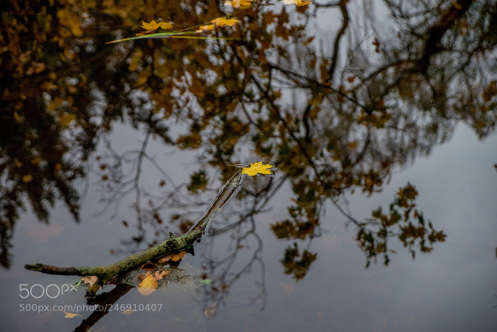 Nikon D610 sample photo. Yellow leaf photography