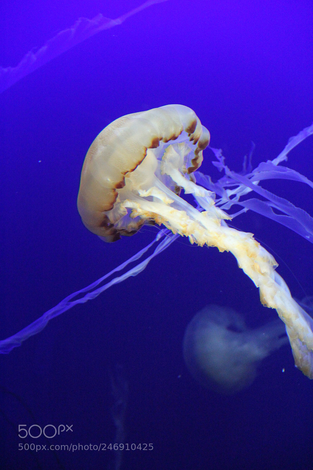 Canon EOS 60D sample photo. Medusa in tank2 photography