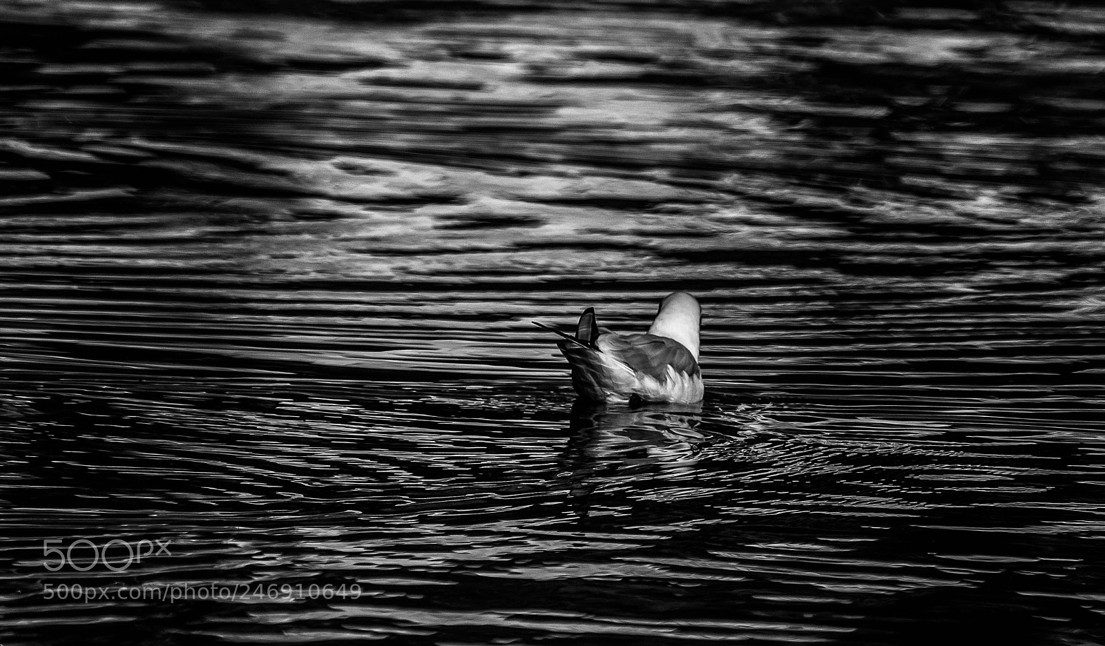 Sony a7R sample photo. Sur le neckar en photography