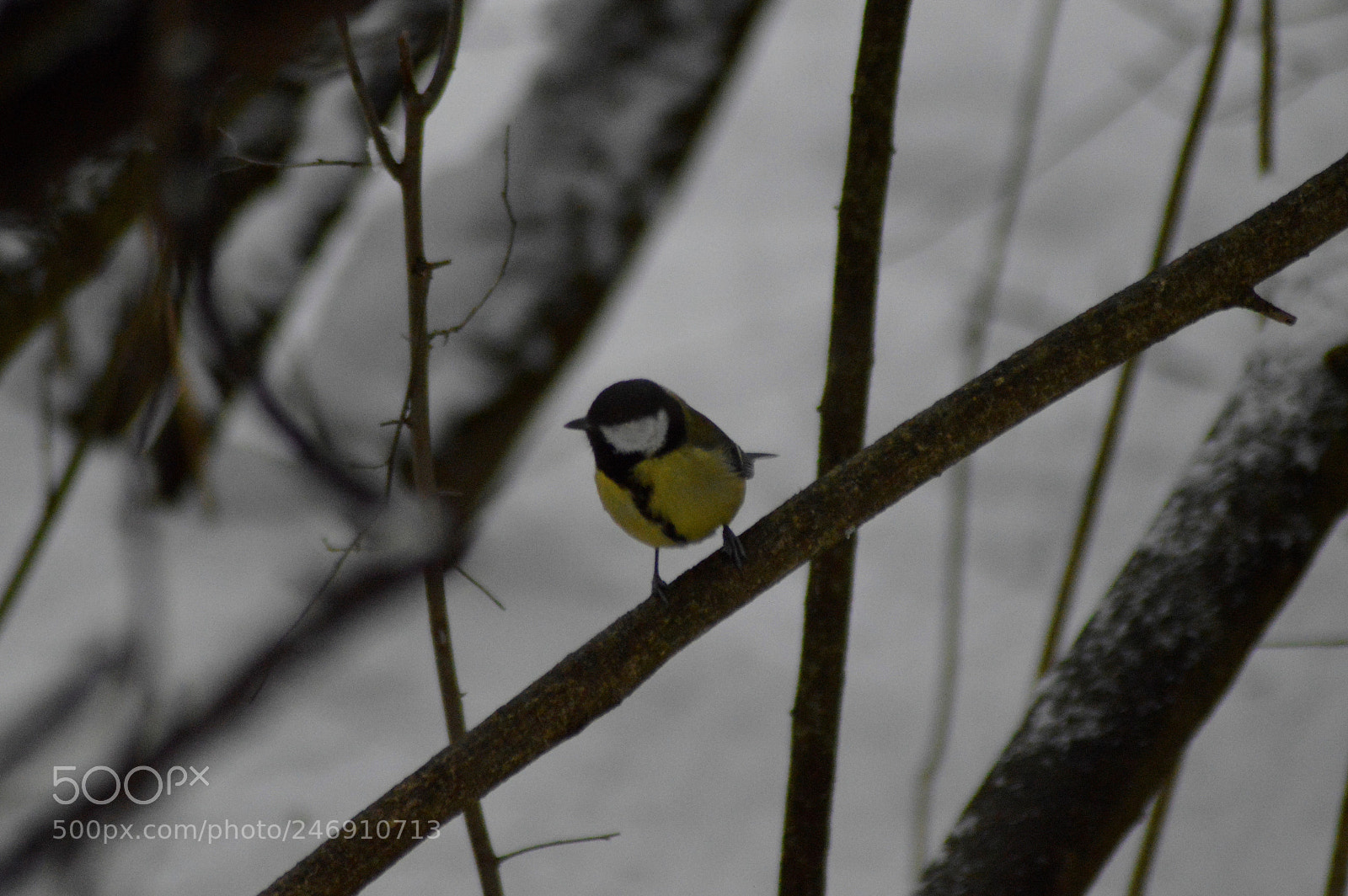 Nikon D3200 sample photo. Great tit on branch photography