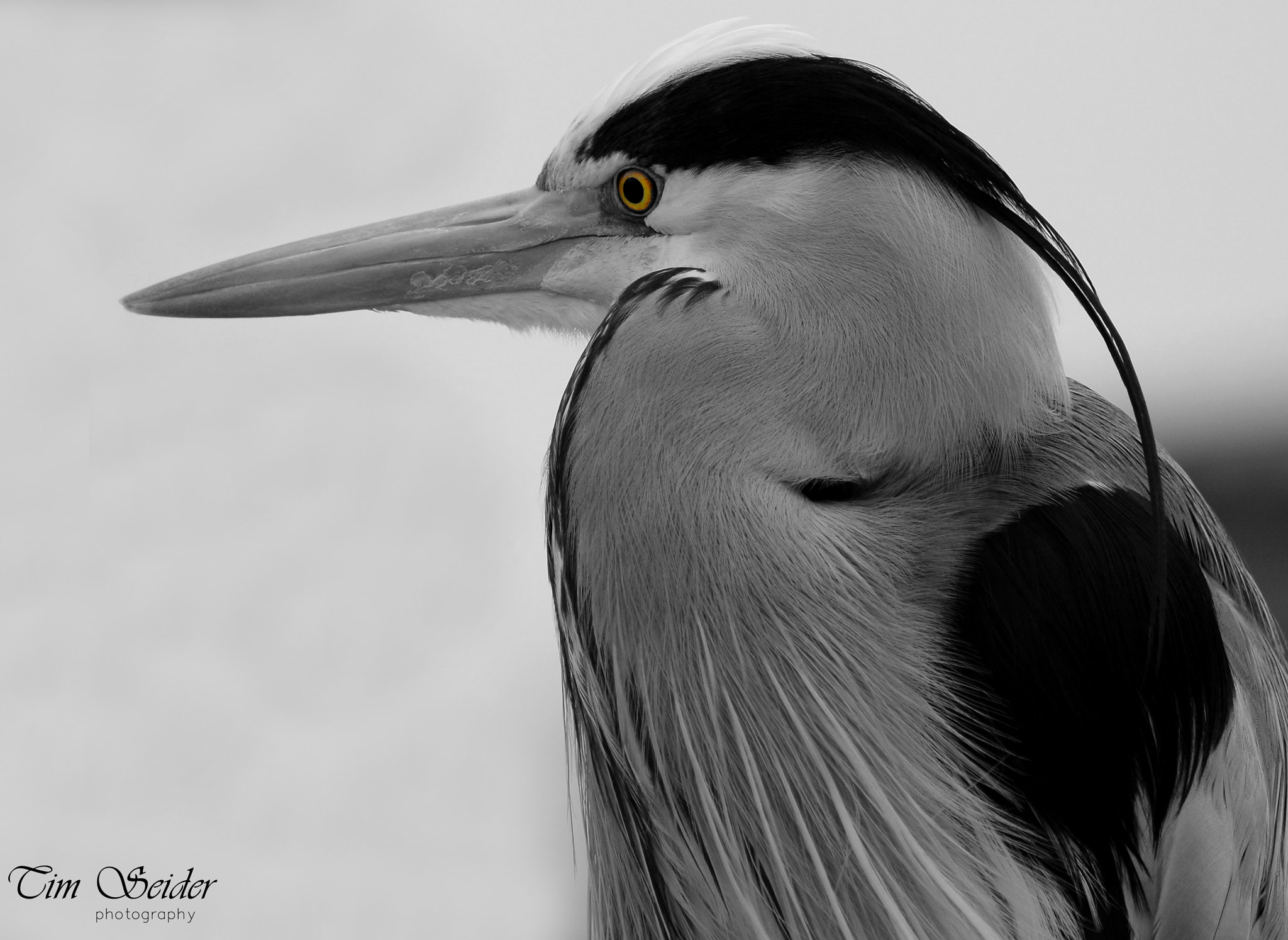 Nikon D610 sample photo. Heron photography
