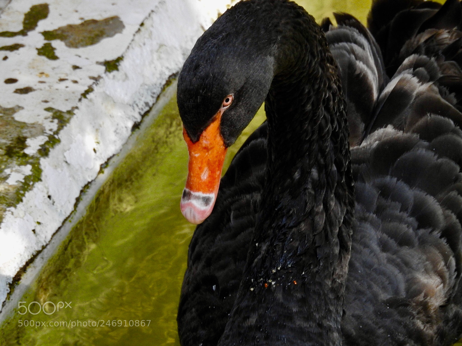 Nikon Coolpix P900 sample photo. Black swan photography