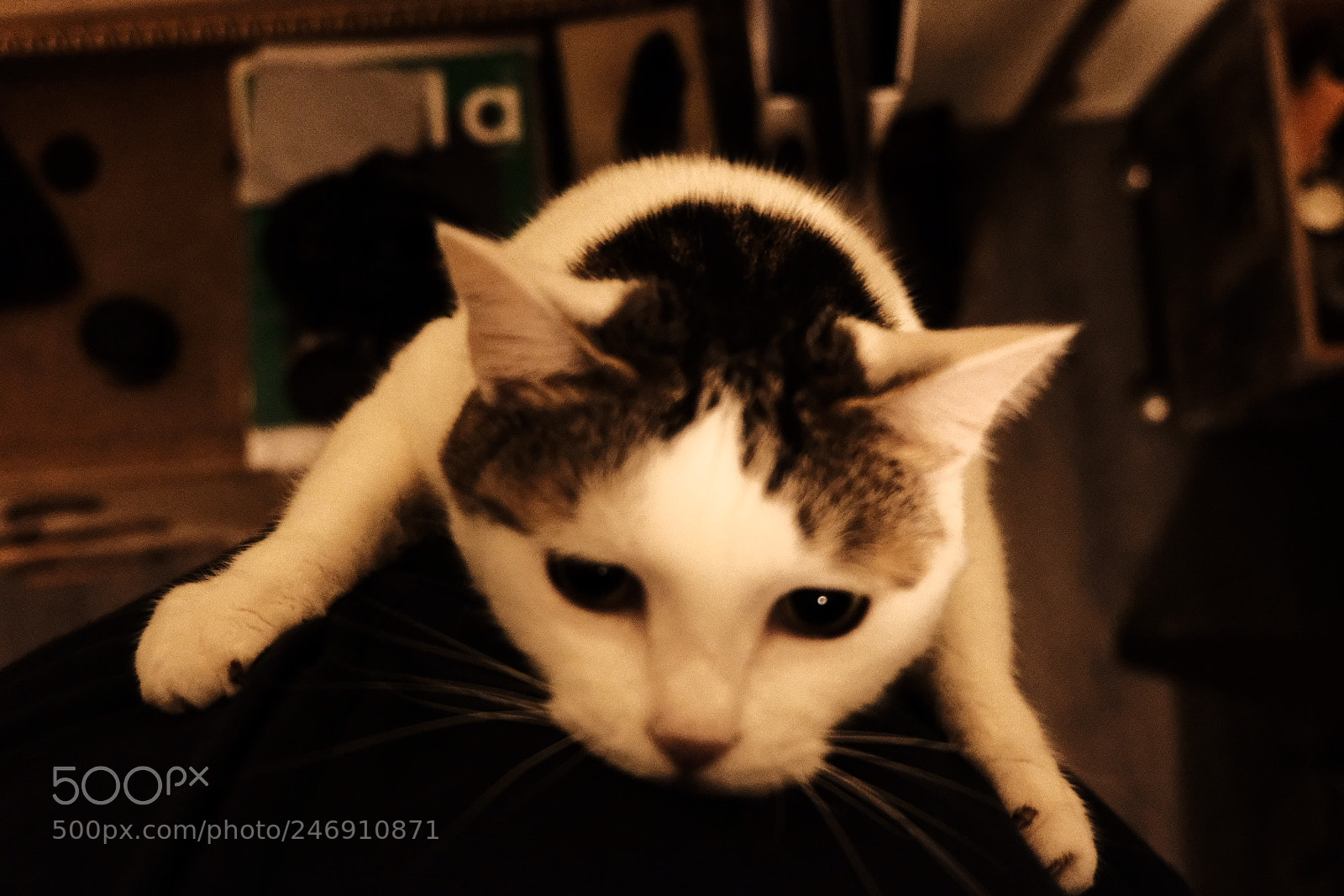 Fujifilm X-E3 sample photo. Is it a cat photography