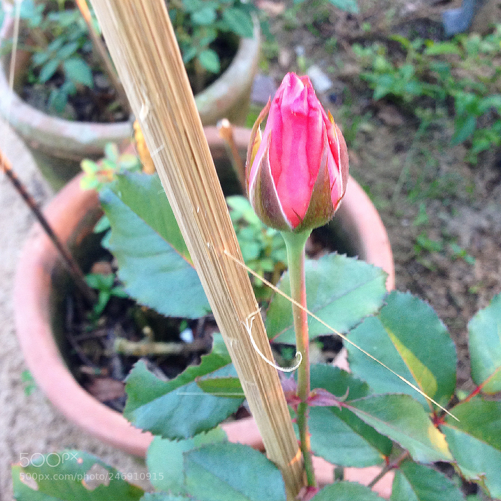 Apple iPhone 5 sample photo. A little girl photography