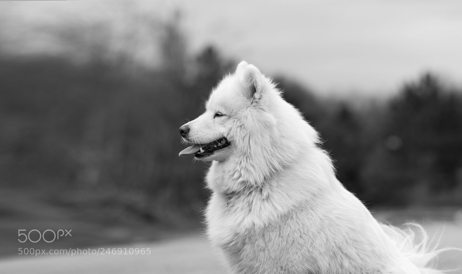 Fujifilm X-T2 sample photo. The white dog photography