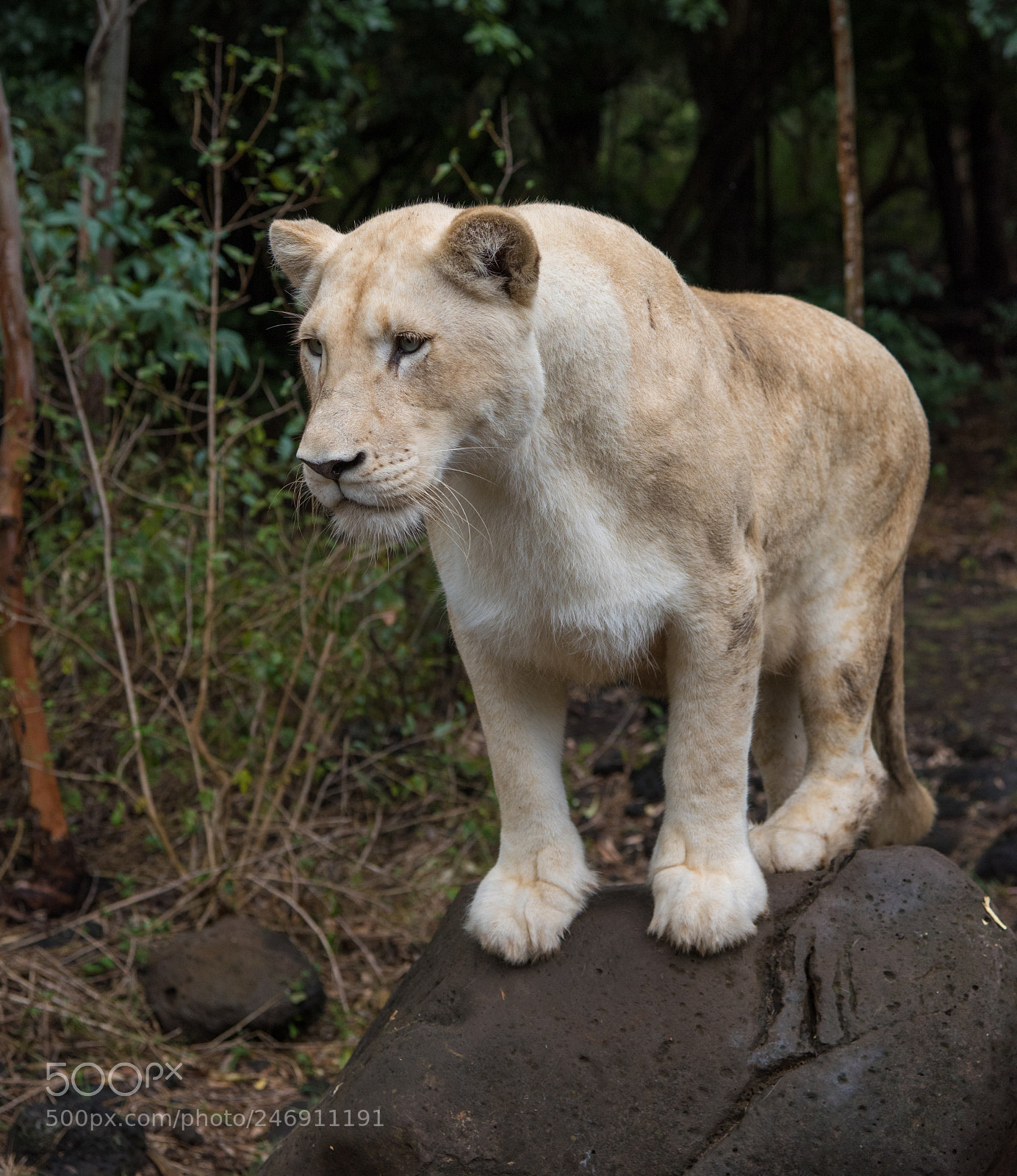 Nikon D810 sample photo. Big cat photography