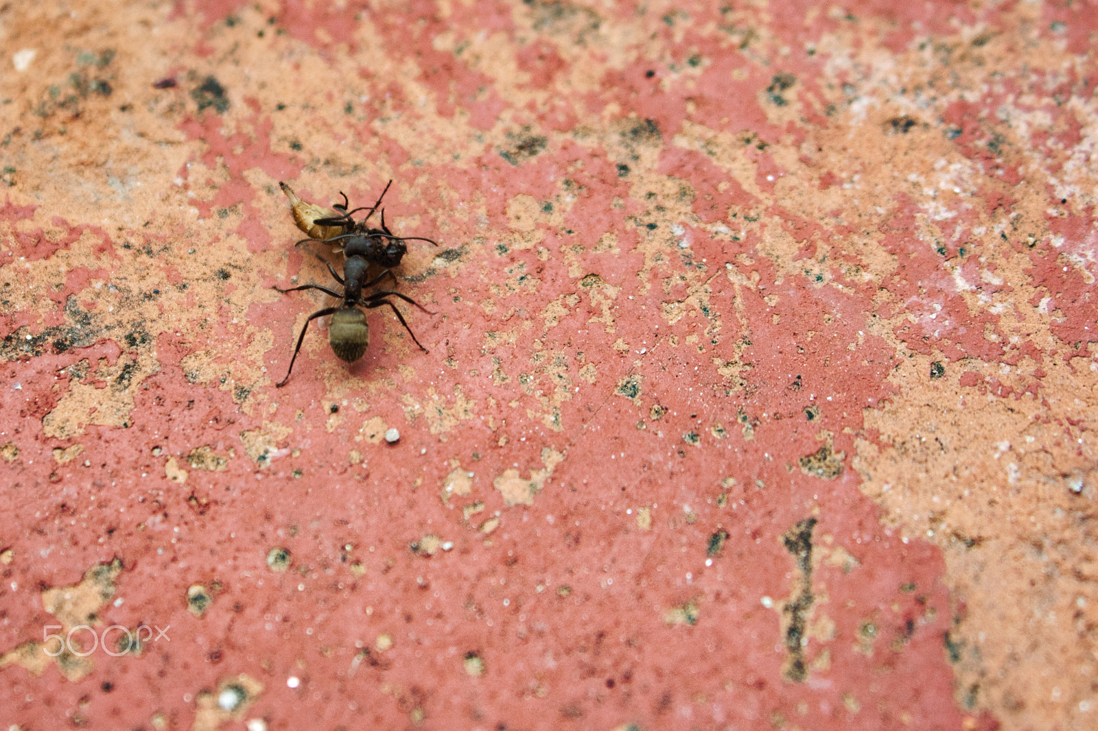 AF Zoom-Nikkor 35-135mm f/3.5-4.5 N sample photo. Black ant with dead fly photography