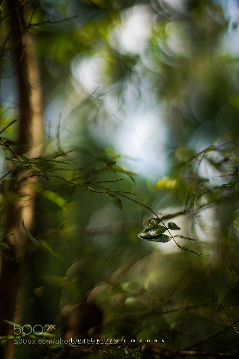 Sony a7R II sample photo. Breeze photography