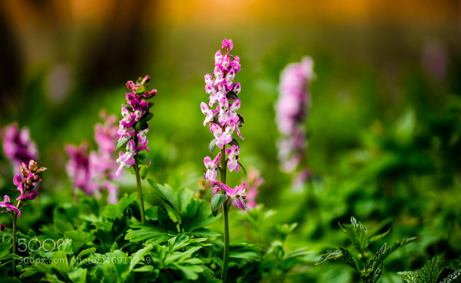 Sony a7 II sample photo. Dawn iii photography