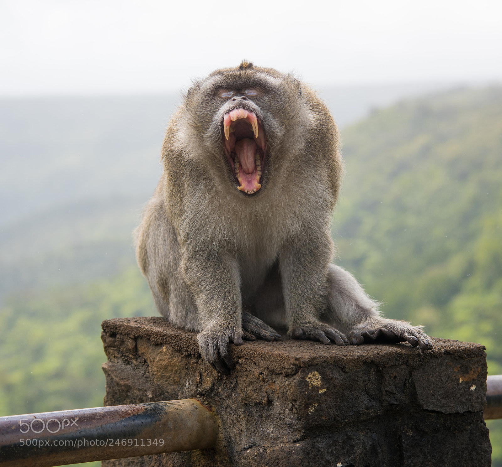 Nikon D810 sample photo. Angry monkey photography