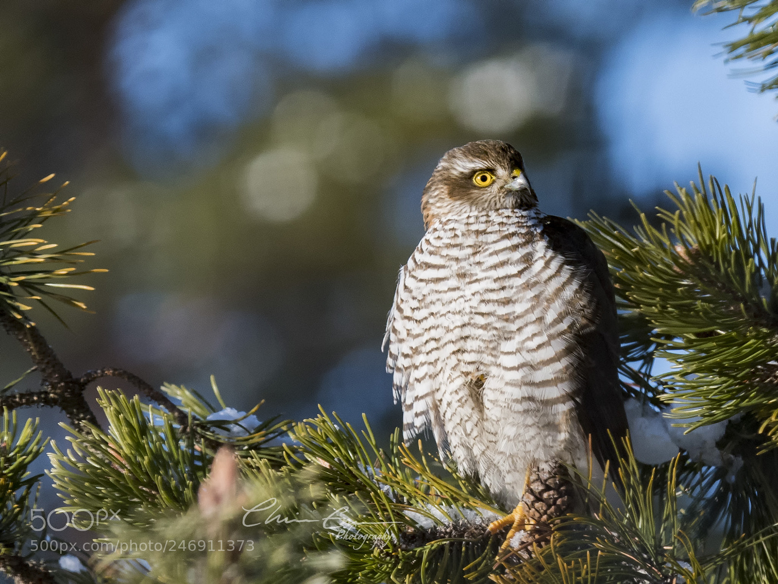 Nikon D500 sample photo. Sparrowhawk photography