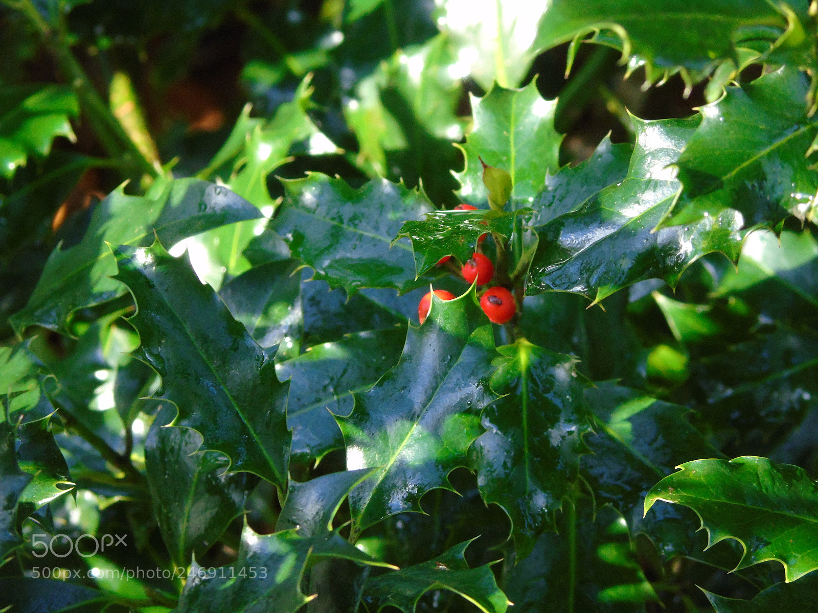 Sony Cyber-shot DSC-H400 sample photo. Holly tree with a photography
